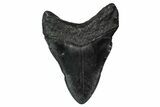 Fossil Megalodon Tooth - South Carolina #340215-1
